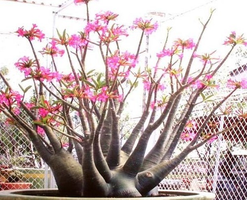 Adenium arabicum mixed - adenium,
