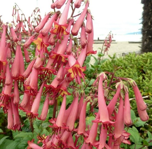 Evergreen phygelius trumpet - 3,