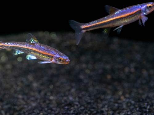 Rainbow shiner notropsis - shiner, (notropsis