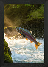 Salmon leaping waterfall