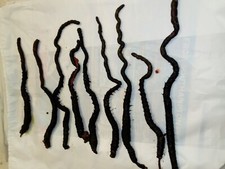 Frozen Black Lugworm