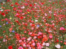 MIXED COLOURFUL POPPIES- BIG