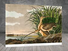 John James Audubon Long billed