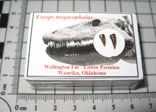 Permian Eryops giant amphibian fossil teeth from Oklahoma in display case #4