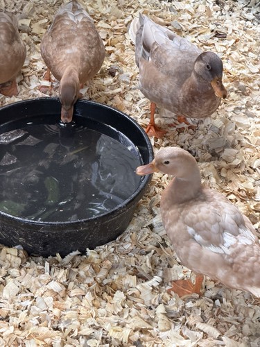 Call duck - 4x,