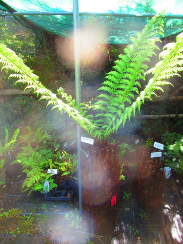 28inch trunk dicksonia - 28inch,