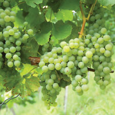 Grape Vine Garden Fruit Hardy