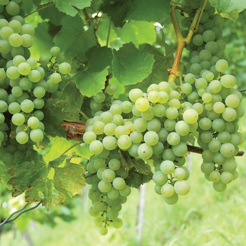 Grape vine garden - garden, fruit