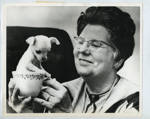 Chihuahua pup teacup - in, 1972