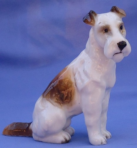 Fox terrier jack russell - fox,