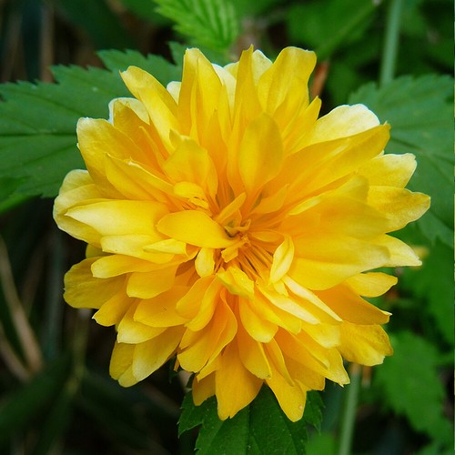 Kerria pleniflora double - 'pleniflora',