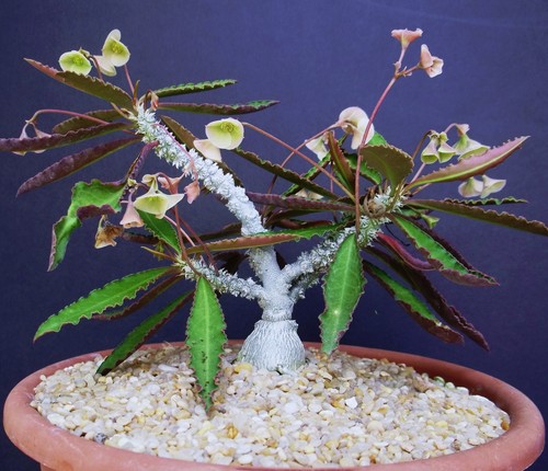 Euphorbia suzannae marnierae - euphorbia, suzannae-marnierae