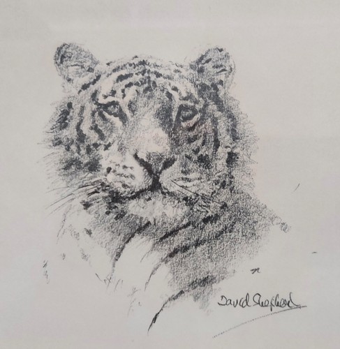 Tiger print david sheperd - david,
