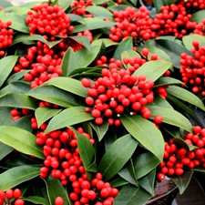 Skimmia Reevesiana XXL Large 3Ltr Pot - Hardy Flowering Evergreen Shrub