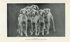 SALUKI GROUP  OF YOUNG DOGS OLD 1950 DOG BOOKPLATE PRINT