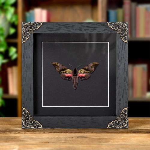 Rare elwes pink green hawk - elwes',