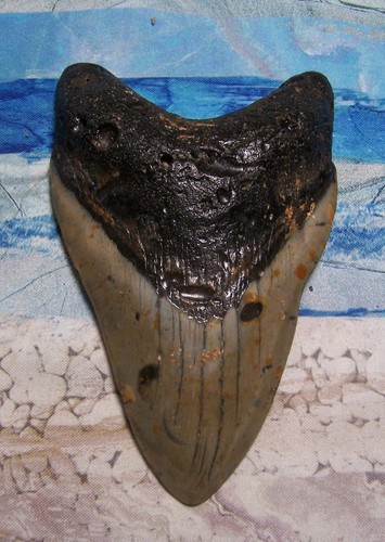 Megalodon shark tooth 8 - megalodon, 7/8"