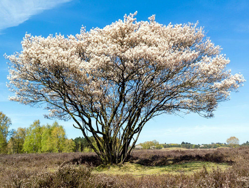 Amelanchier lamarckii snowy - amelanchier,
