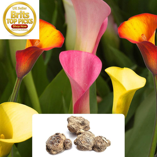 Calla lily mix - calla,