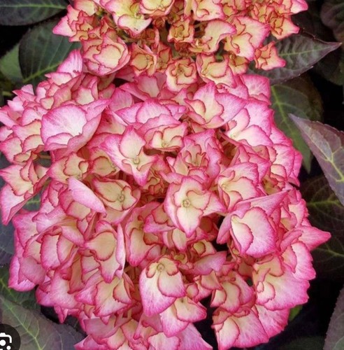Hydrangea adula plant in - hydrangea, 'adula'
