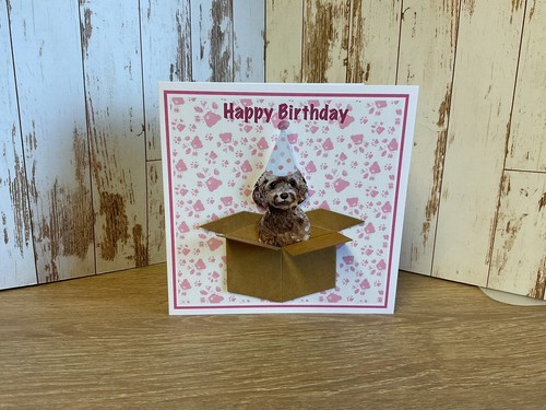 Chocolate cockapoo - chocolate,