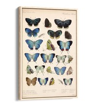 BLUE PAPILLION BUTTERFLY
