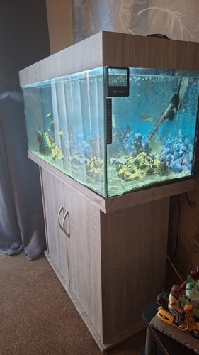 Second hand fish tank - fish,