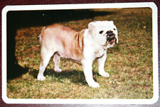 BULLDOG   Australian Champion   Vintage 1967  Photo Card  FE04