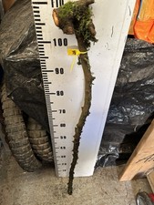 BLACKTHORN  WALKING STICK