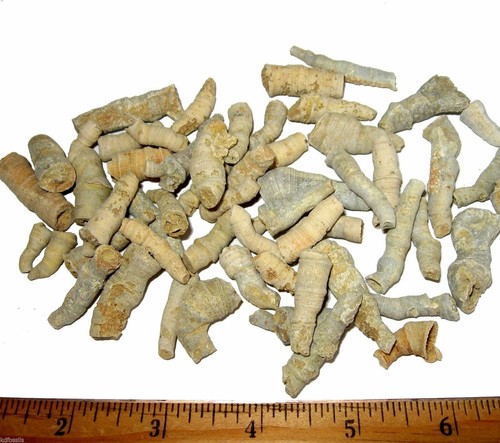 Silurian coral collection - silurian,