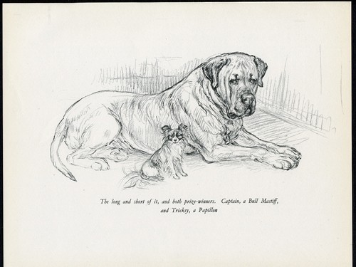 Bullmastiff and papillon - and,