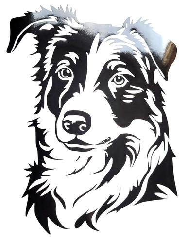 Border collie sheepdog dog - sheepdog,