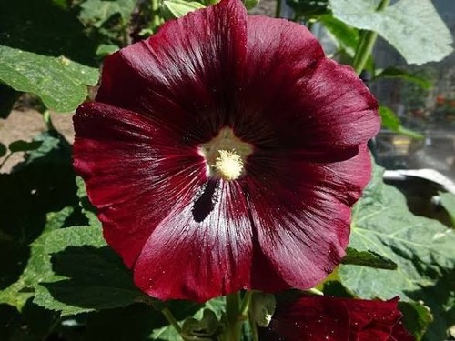 Hollyhock seeds giant - seeds,