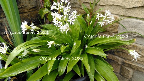 Wild garlic bulbs only - wild,