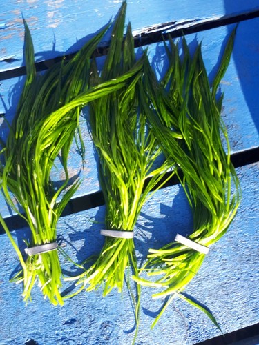 Bunches pond weed water - 3,