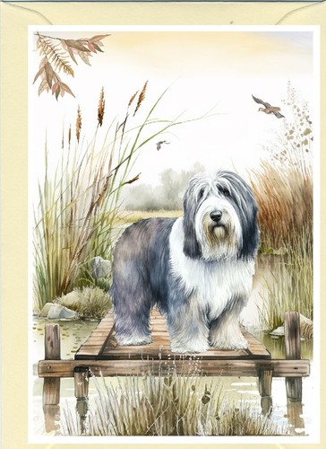 Bearded collie dog greetings - collie,