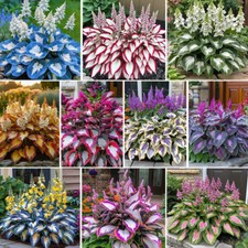 100pcs/pack Purple White Hosta