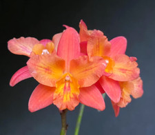 Cattleya Tangerine Fire 'Mini