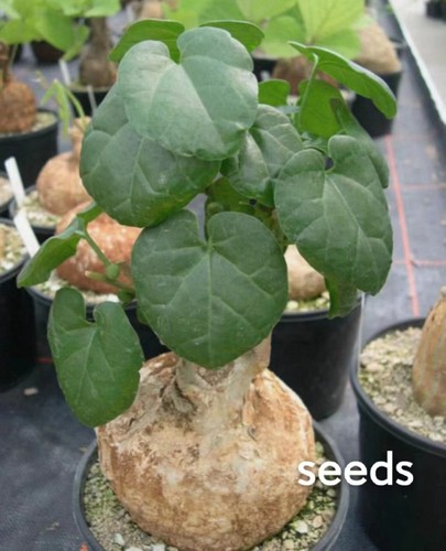 Adenia cladosepala s eeds - adenia,