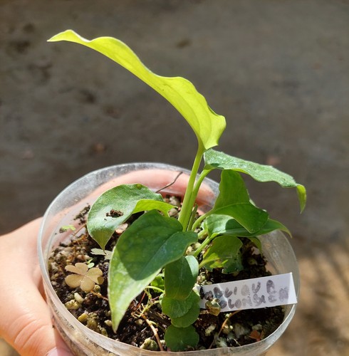 Monstera obliqua colombian - monstera, 'colombian'