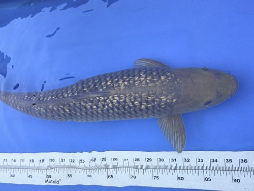 Marudo ginrin chagoi - 25”,