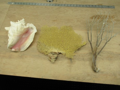 Large natural dead - large, dry