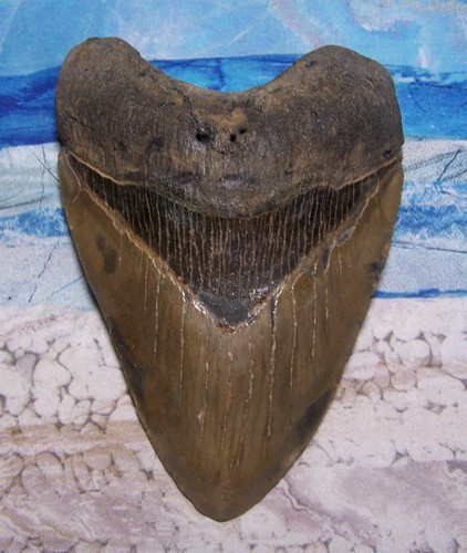 Megalodon shark tooth - 5, 1/4"