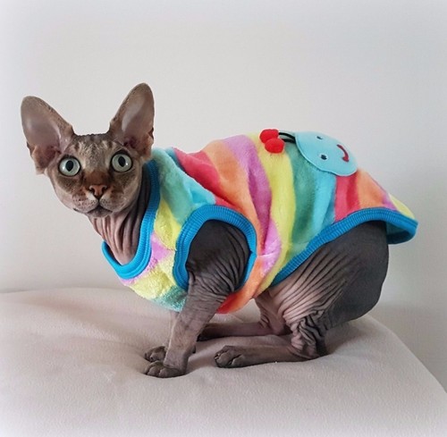 All sizes rainbow caterpillar - rainbow,