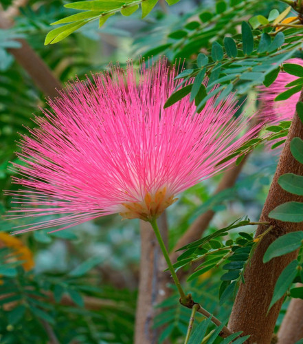 Caliandra suurinamensis powder - suurinamensis,