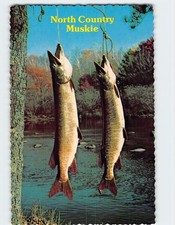 Postcard Freshly Caught Muskie