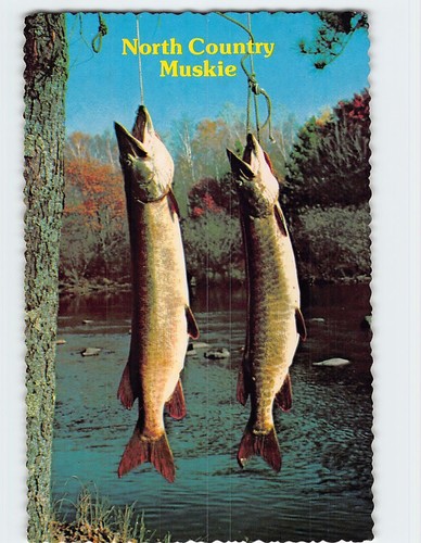 Postcard freshly caught - postcard,