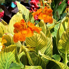 Canna Tropicanna Gold | Deciduous Perennial | Outdoor Potted Plant | Flowering