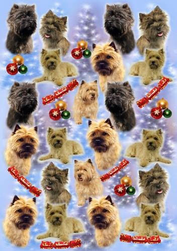 Cairn terrier dog christmas - dog,