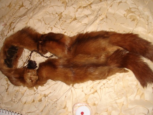 Vintage taxidermy real - taxidermy, 3